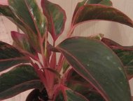 :      Aglaonema Silver King  Aglaonema Silver King ( )   (: costatum, immacul