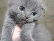 Котята шотландские Продам шотландских котят. Родились 20 декабря. Кушают всё, к лотку приучаются. Мальчик вислоухий, девочка прямоухая., Челябинск - Продажа кошек и котят
