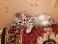 Шикарный котёнок Продаю шикарного котёнка порода шотландская вислоухая, цвет чёрный мрамор на серебре, страйт мальчик со стоячими ушками для племенног, Дзержинск - Продажа кошек и котят