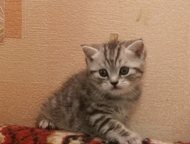 Дзержинск: Шикарный котёнок Продаю шикарного котёнка порода шотландская вислоухая, цвет чёрный мрамор на серебре, страйт мальчик со стоячими ушками для племенног