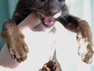          - .   (female, chocolate tortie)  f: LV*Avilordes Nath,  -    