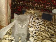 :       ,    sinbad morehod bjuemarins, 3 .   07. 03. 2015.