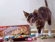 :      Decoute    Cookie & Cake Decoute. . . 03. 02. 2015, : G. I. Ch. Keyra Ink