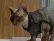 : Devon Rex  DevAnna Rex        .   19  26  2015  .    ,