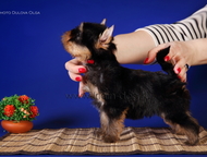 Екатеринбург: Щенки йоркширского терьера,мини и стандарт Продаются очаровательные щенки йоркширского терьера от очень красивых родителей, щенки привиты по возрасту 