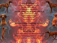 :        . . 23/11/14    Gregas Mazas Brolis * Tina Trading Renata   