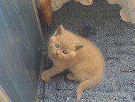 :    ,  .    -    .