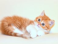 Шотландский короткошерстный котик Питомник предлагает к резервированию самого обаятельного и привлекательного рыжика! Шотландский короткошерстный коти, Каменск-Уральский - Продажа кошек и котят