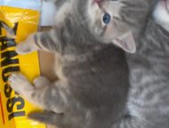 :          .  - ,    , 