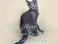 :       Sheer love//C     .     WCF, Inter Champion FIFE Rusblue