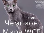 :       Sheer love//C     .     WCF, Inter Champion FIFE Rusblue
