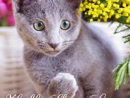:       Sheer love//C     .     WCF, Inter Champion FIFE Rusblue