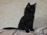               Home Giant       ,  -    