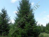 :     Zlatpitomnik            - 