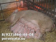 �����-7 (��������-20): �������� �� ������� �������� � ����� ����. ������ ������� �����+�������. ��� �� 5-6 ��. ( ��������������, ������ ����������, ��� ��������) ��� �������