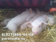 �����-7 (��������-20): �������� �� ������� �������� � ����� ����. ������ ������� �����+�������. ��� �� 5-6 ��. ( ��������������, ������ ����������, ��� ��������) ��� �������