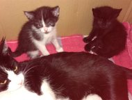 :              ,  , .   ,     .