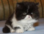:         Lumicat  .       .    ,  