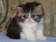 :         Lumicat  .       .    ,  