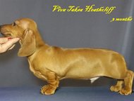 :  / /  ,   FCI-  VIVA TAKSA   / /  (   