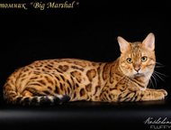 :      big marshal  .     -     !   , 