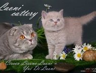 :            Scottish Fold & Scottish Straight,   
