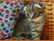:            Scottish Fold & Scottish Straight,   