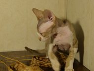 Челябинск: В качестве домашнего любимца Девон рекс Продаются котопесики, мальчики.   Окрас: циннамон с белым, циннамон пятнисты с белым.   Характер - шикарный!  