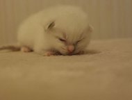       .      .       mariavet@mail. ru  ,  -    