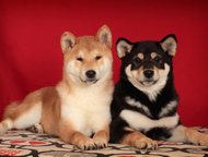 :  - (-) 14  2015      makani hauoli shiba (. )  sakurahime go taishi izumoyado (. 