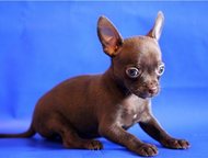 :           
   22  2015 
  - Vita-Chihua Fren