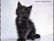 :  , -,          Maine-Coon. : , , 