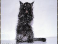  , -,          Maine-Coon. : , , ,  -    