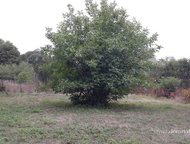 :   .      ,   ׸  25 .  . :   
