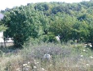   .      ,   ׸  2.5 .   . :   .,  -   