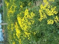   .         ,      ,  -   