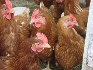                  (25 .  ) 150 ,   - , 