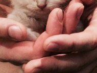    2, 5 ,   .  .    Royal Canin.  2000,  -    