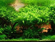 аквариумные растения Продам аквариумные растения:
 1. Валлиснерия (высота 50-60см) 10руб. 
 2. Роголистник - хорошо смягчает и очищает воду, играет ро, Пенза - Растения