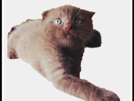       ,      ,      , -- -    