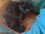 -:      (29. 12. 14 . . )      (     