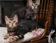 Санкт-Петербург: Бенгальские кашемировые котята Питомник бенгальских кошек Kissana предлагает великолепных кашемировых мраморных котят. В помете два мальчик и одна дев