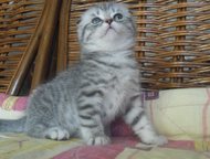 Санкт-Петербург: Элитные шотландские вислоухие котята Роскошные вислоухие мальчик и девочка 2. 5 месяца голубой споттед на серебре контактные чистоплотные смышленые. Х