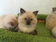 Санкт-Петербург: Котята (невская маскарадная) с паспортами Предлагаются Вашему вниманию 4 милых невских маскарадных кошечек с отличной родословной. Дата рождения: 08. 
