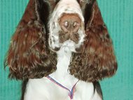 -:    english springer spaniel -   ,  Foxberryhills dark chocolate RKF 3706157  2690  ! 