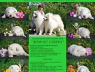 продаются щенки самоедской лайка Продаются щенки Самоеда!   Здоровые, красивые дети от очень красивой пары! Полный пакет документов РКФ! Есть девочки , Санкт-Петербург - Продажа собак,  щенков