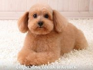Зооуслуги для животных, стрижка собак и кошек на дому Профессиональная стрижка собак и кошек на дому в Санкт-Петербурге и Лен. области.   Предлагаю св, Санкт-Петербург - Услуги для животных