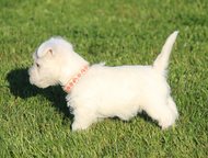   West highland white terrier    West highland white terrier  .  . , - -  ,  