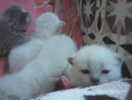      , ,     , ) )  )
   .,  -    