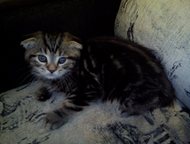 :  ,  -,    ,  -,   - Scottish Fold (),     , 